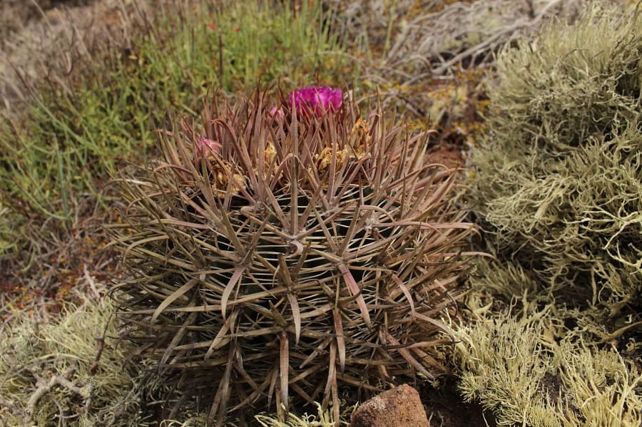 ferocactus fordii