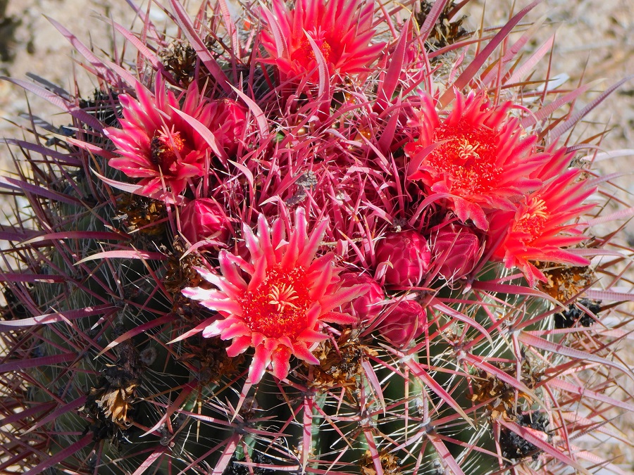 ferocactus gracilis ssp. coloratus