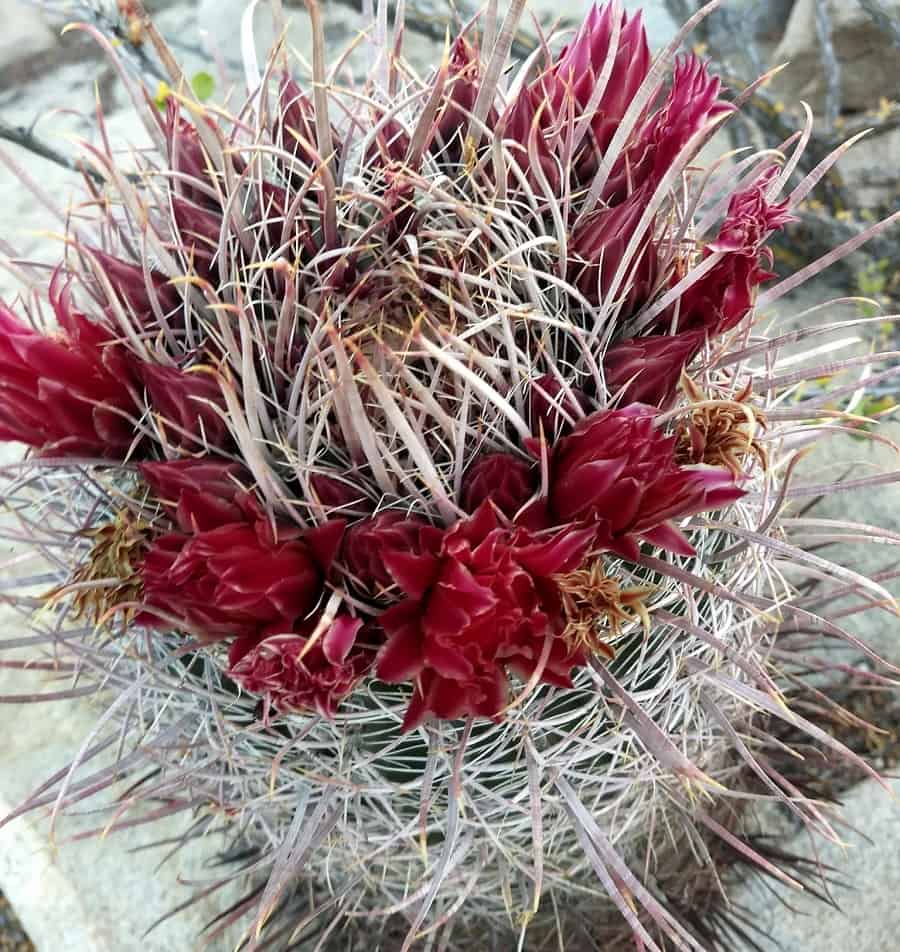 ferocactus gracilis ssp. gatesii