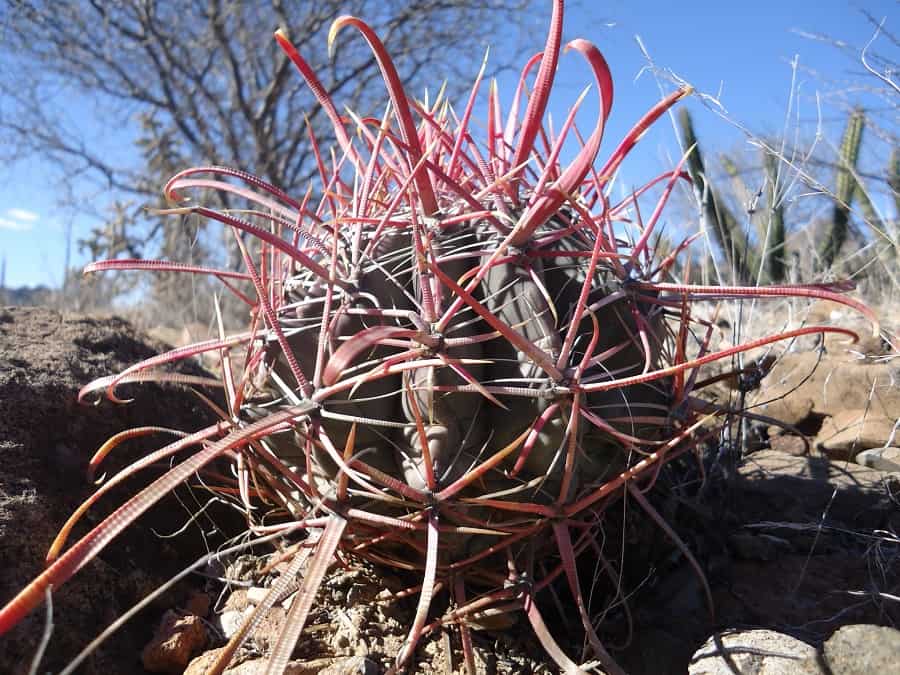 ferocactus gracilis ssp. tortulispinus