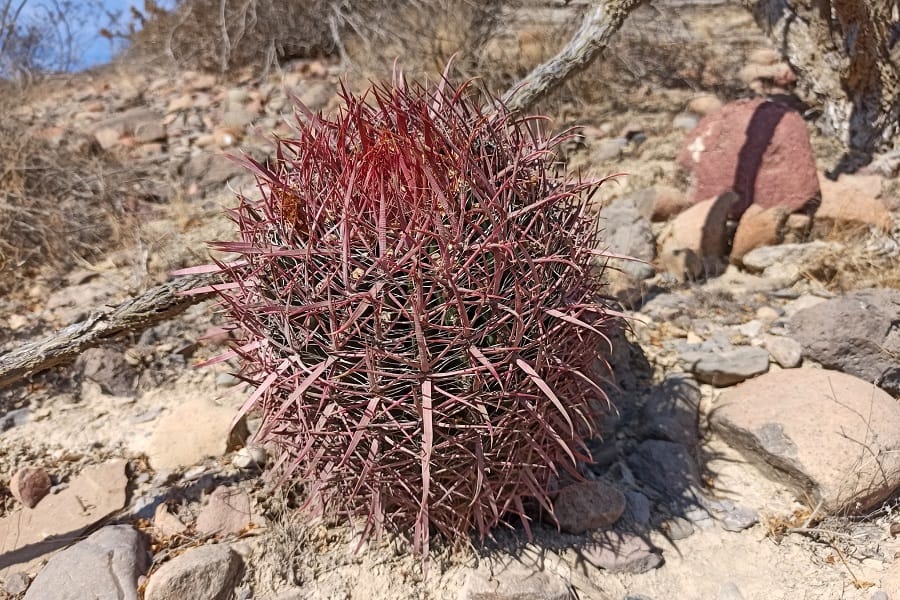 ferocactus gracilis