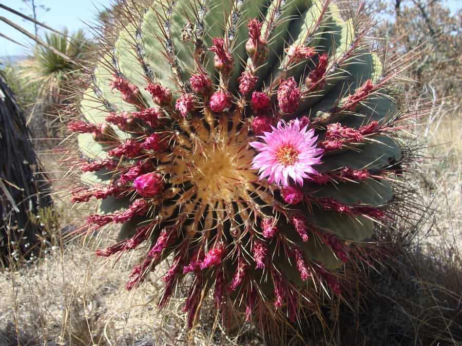 ferocactus haematacanthus