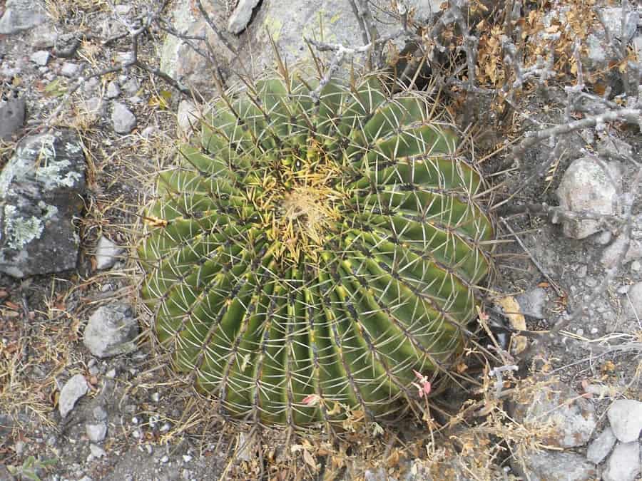 ferocactus