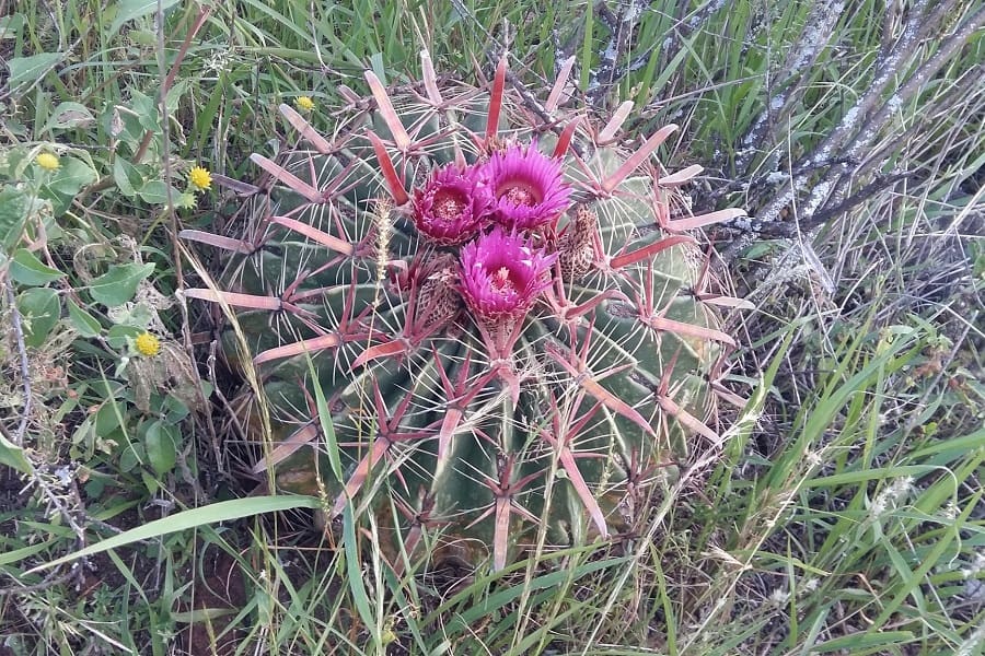 ferocactus latispinus