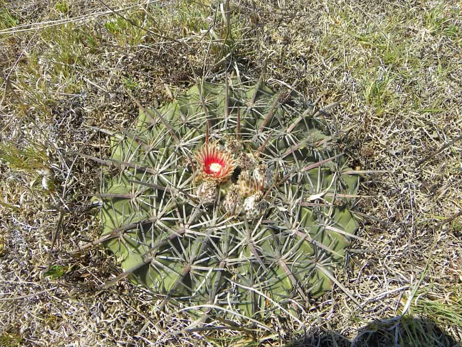 ferocactus macrodiscus ssp. septentrionalis