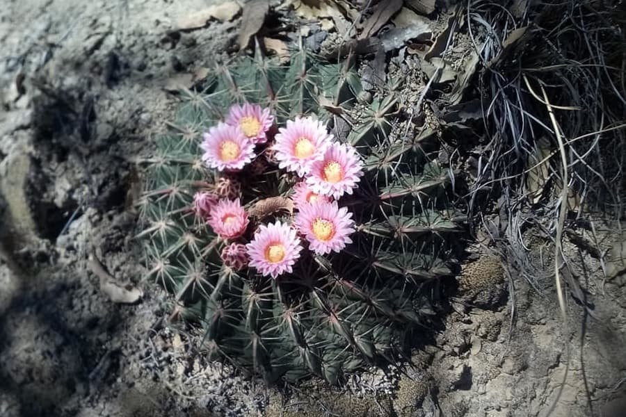 ferocactus macrodiscus