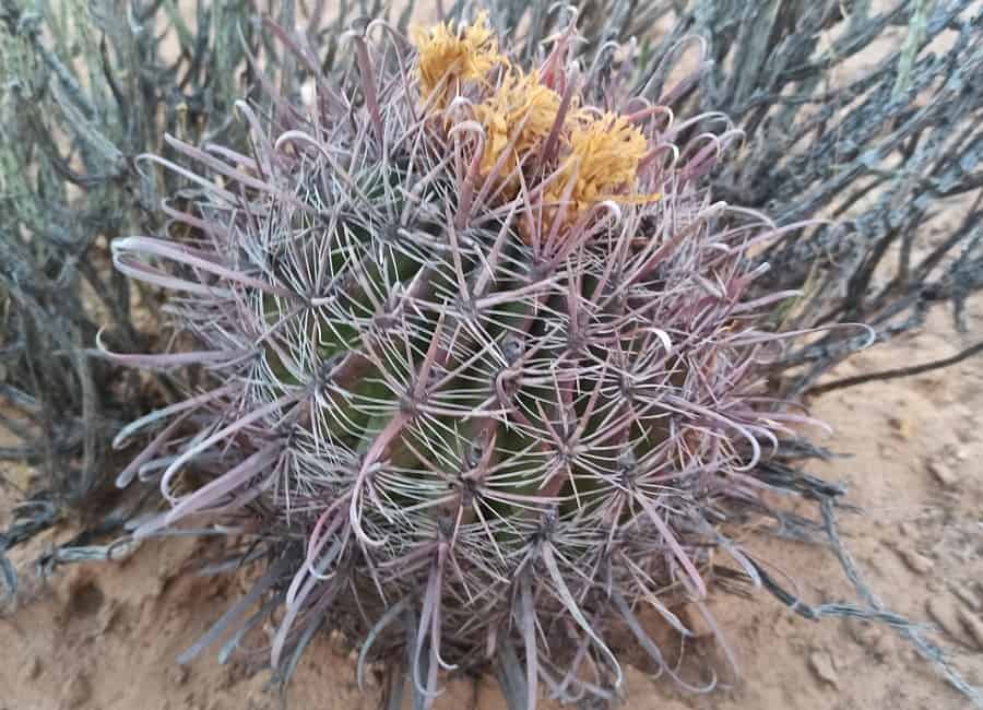 ferocactus peninsulae