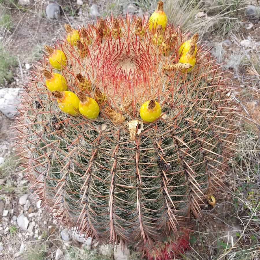 ferocactus pilosus