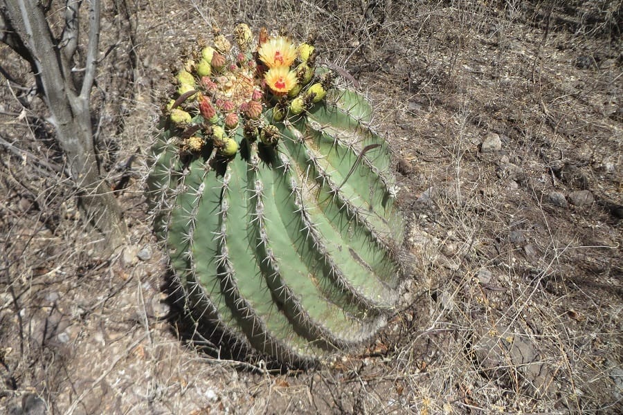 ferocactus pottsii