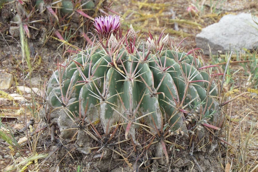 ferocactus recurvus ssp. greenwoodii