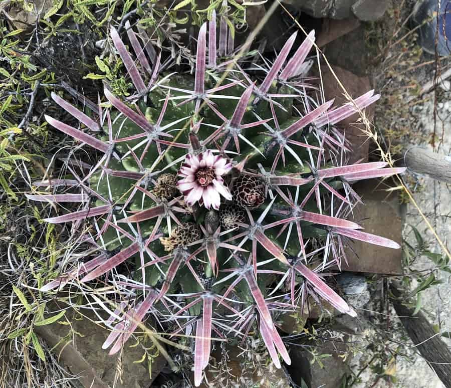 ferocactus recurvus