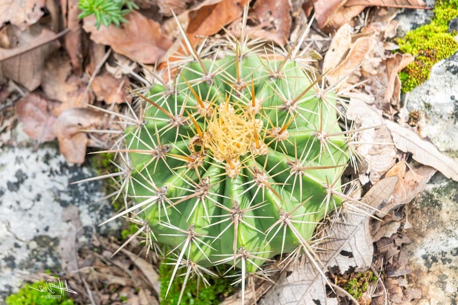 ferocactus reppenhagenii