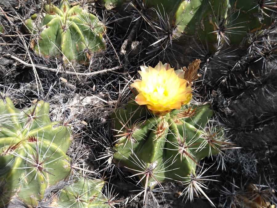 ferocactus robustus