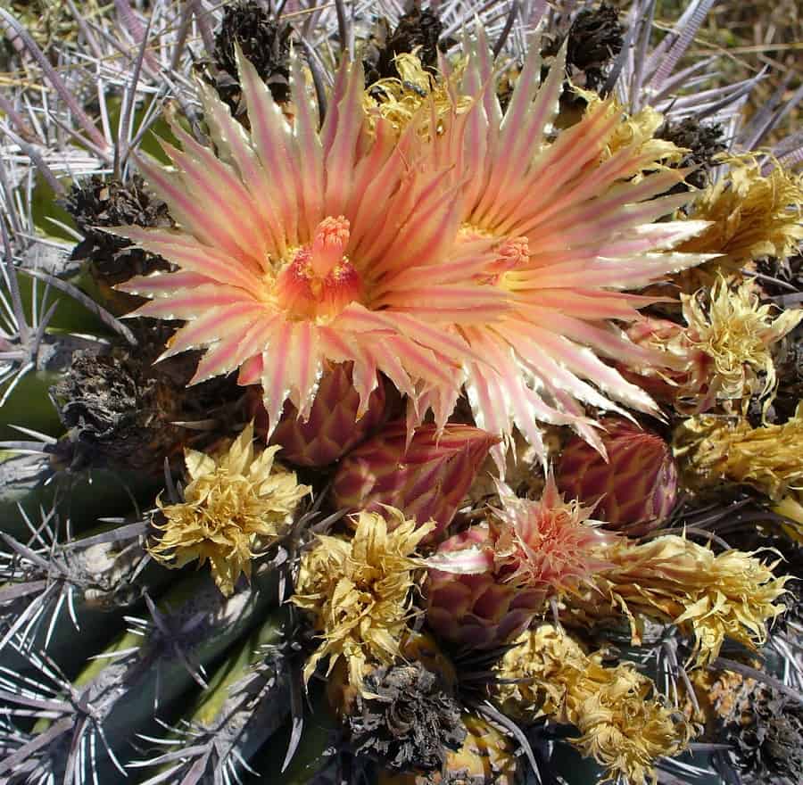 ferocactus santa maria