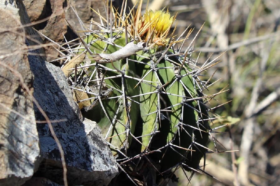 ferocactus schwarzii