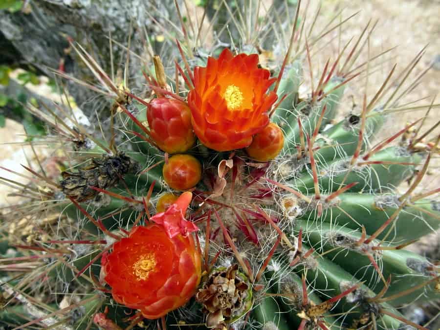 ferocactus stainesii