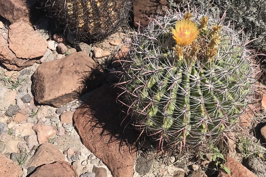 ferocactus tiburonensis