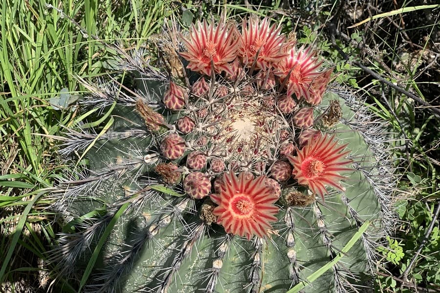 ferocactus townsendianus var. townsendianus