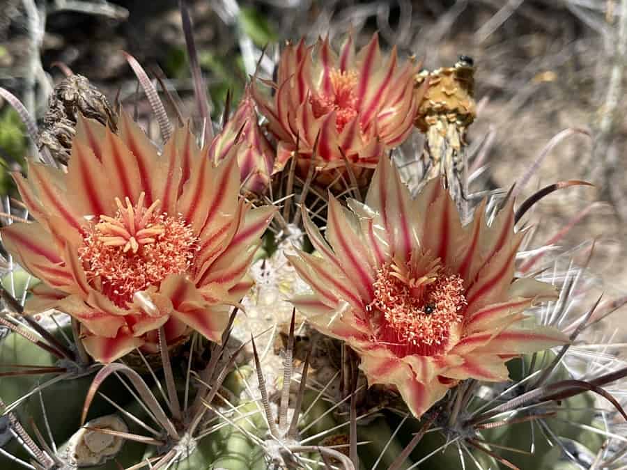 ferocactus townsendianus