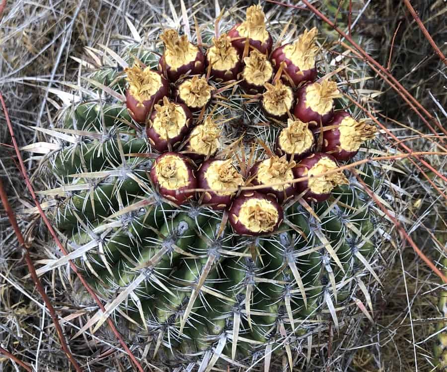 ferocactus viridescens ssp. viridescens