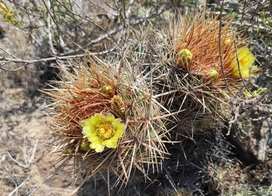 ferocactus viridescens