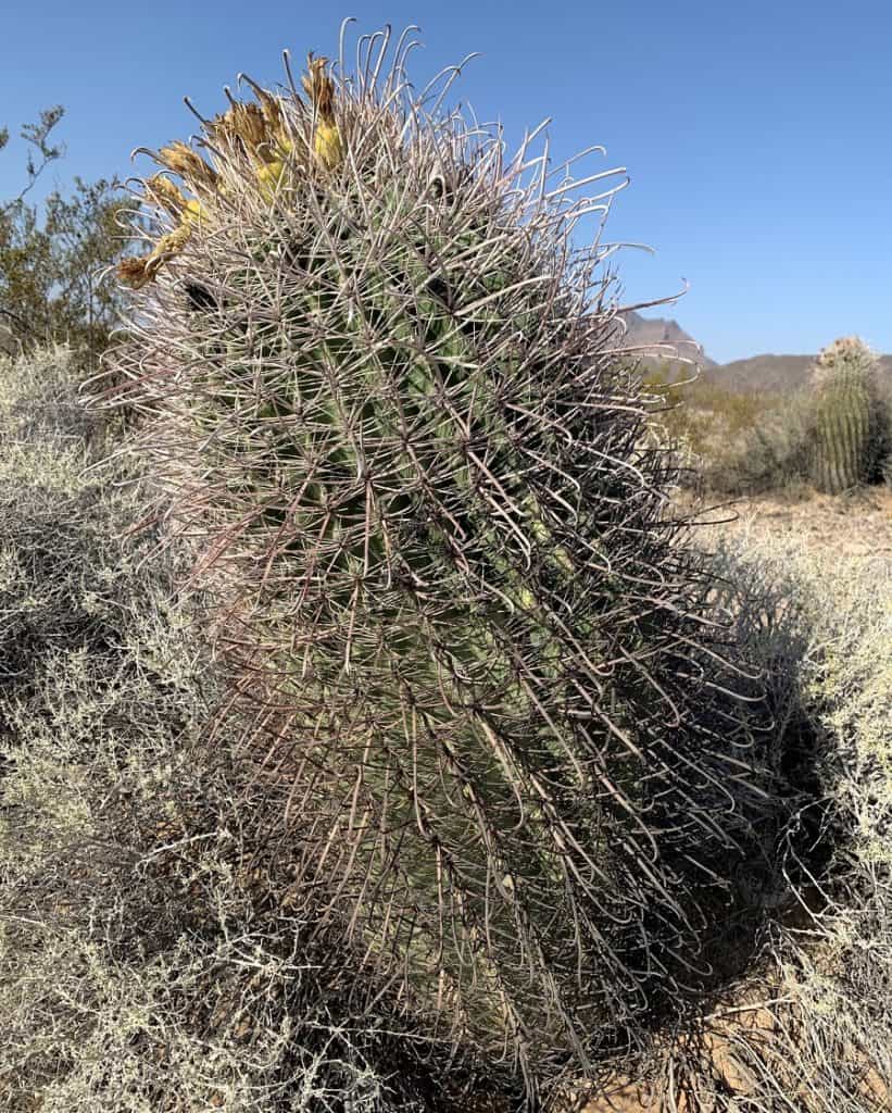 ferocactus wislizeni ssp. ajoensis