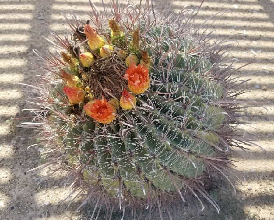 ferocactus wislizeni