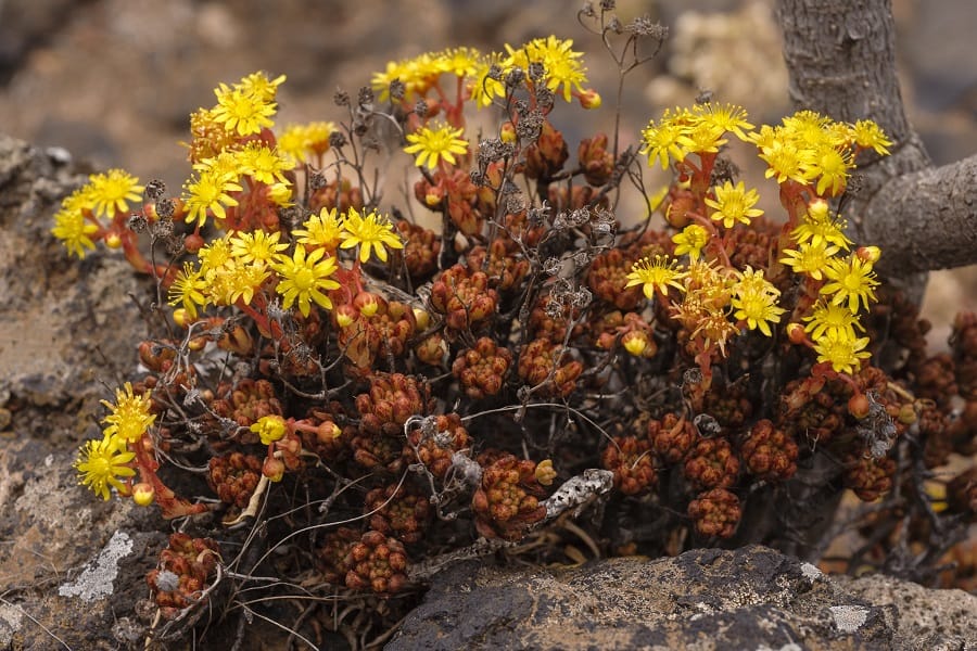 greenovia sedifolia