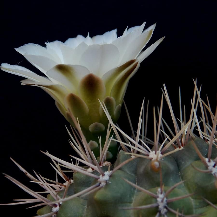 Gymnocalycium gibbosum 'chubutense' RH 2344a very cold hardy cactus 15-25mm 