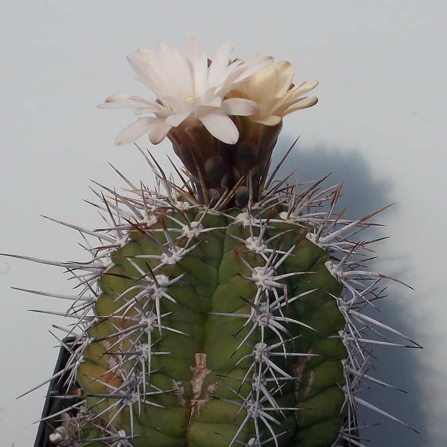 Gymnocalycium panachées 100 graines cactus cactus kakteen RARE Gratuit Certificat 
