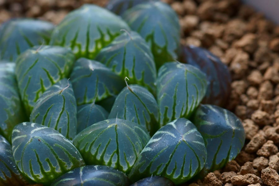 haworthia cooperi var dielsiana