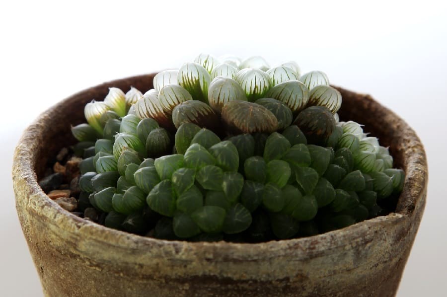 haworthia cooperi var truncata