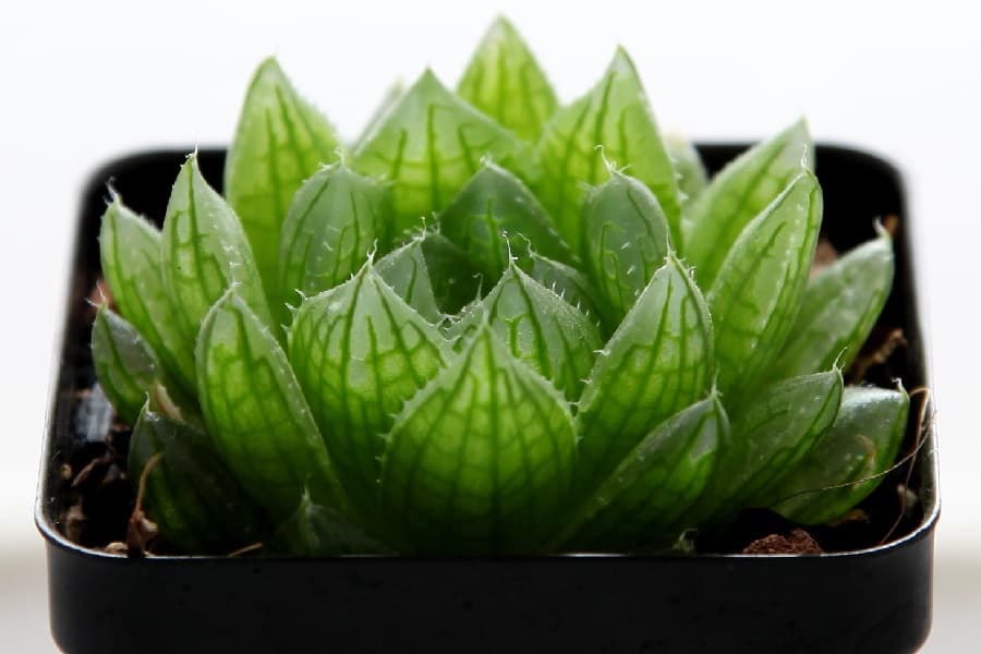 haworthia cooperi var. picturata