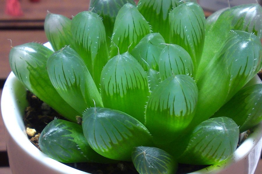 haworthia cooperi var. truncata 2