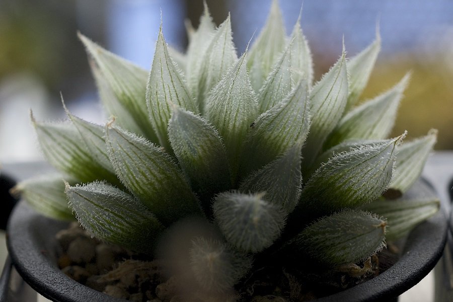 haworthia cooperi var. venusta