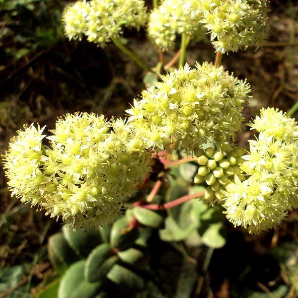 hylotelephium maximum ssp. ruprechtii