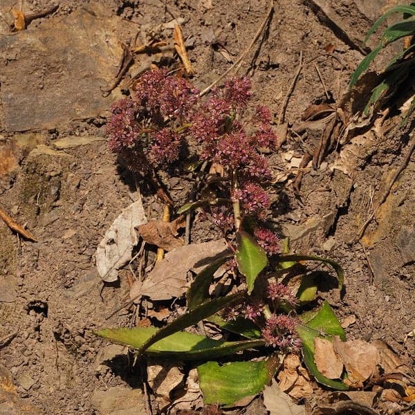 hylotelephium mingjinianum