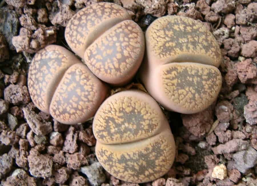 lithops vanzylii