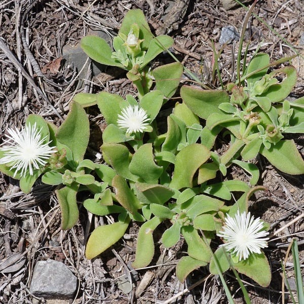 mesembryanthemum aitonis