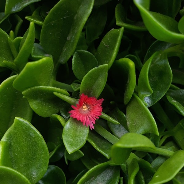 mesembryanthemum cordifolium