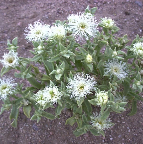 mesembryanthemum gariusanum