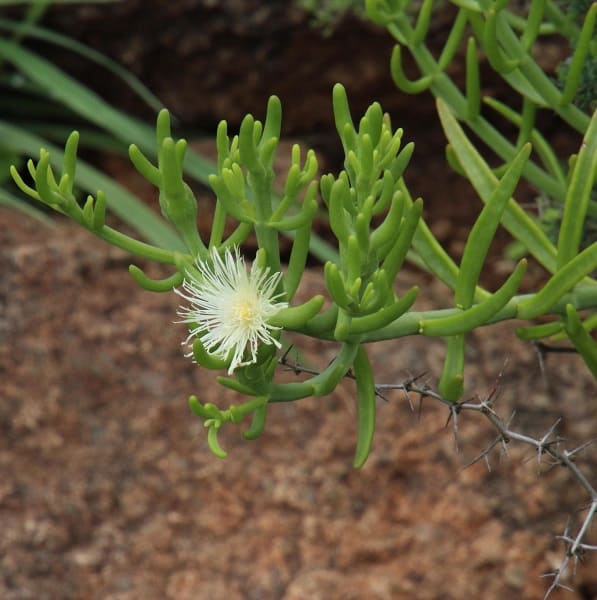 mesembryanthemum geniculiflorum