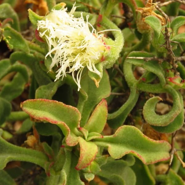 mesembryanthemum guerichianum