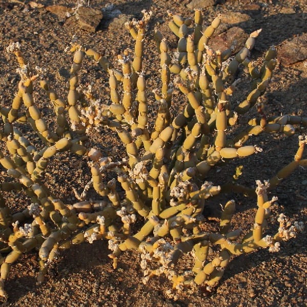 mesembryanthemum pseudoschlichtianum