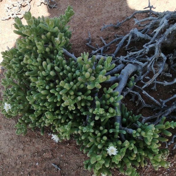 mesembryanthemum quartziticola