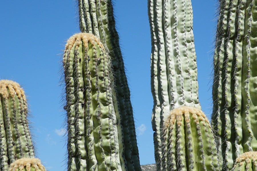 pachycereus fulviceps