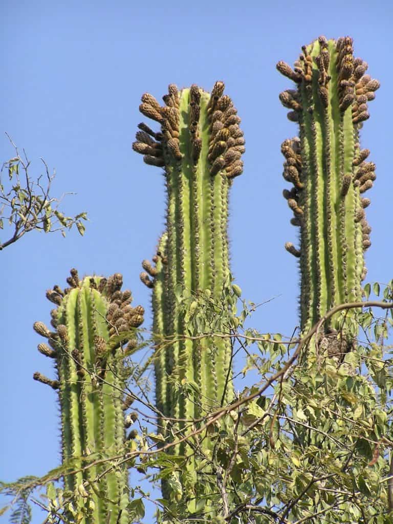 pachycereus grandis