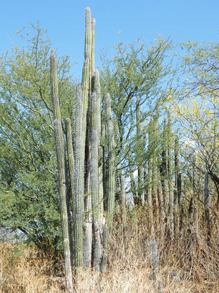 pachycereus hallianus