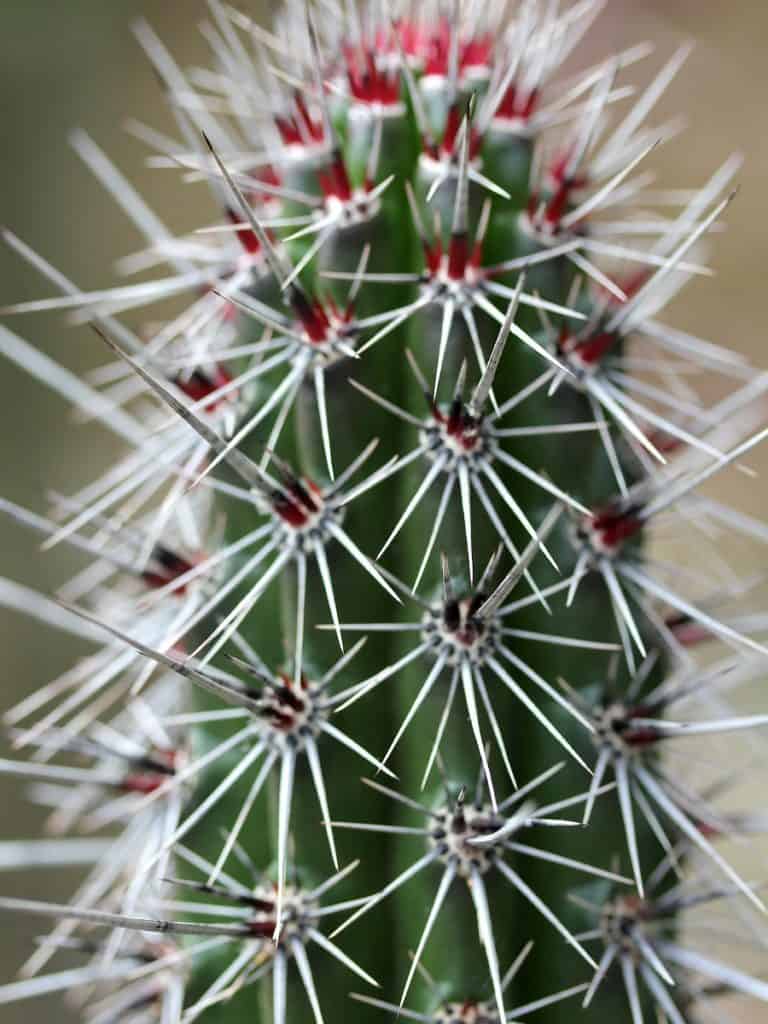 pachycereus hollianus