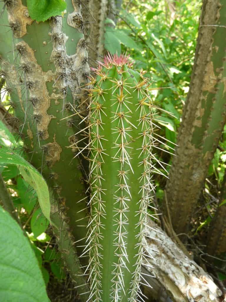 pachycereus lepidanthus